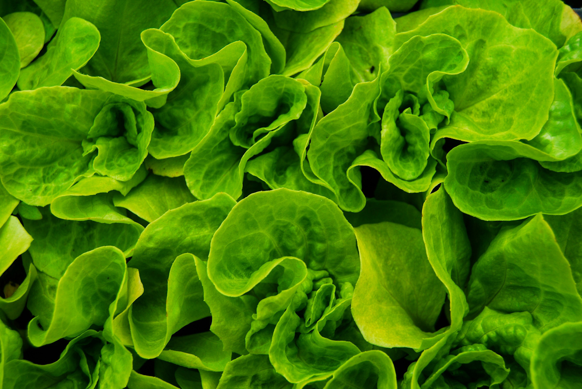A large photo of leafy greens