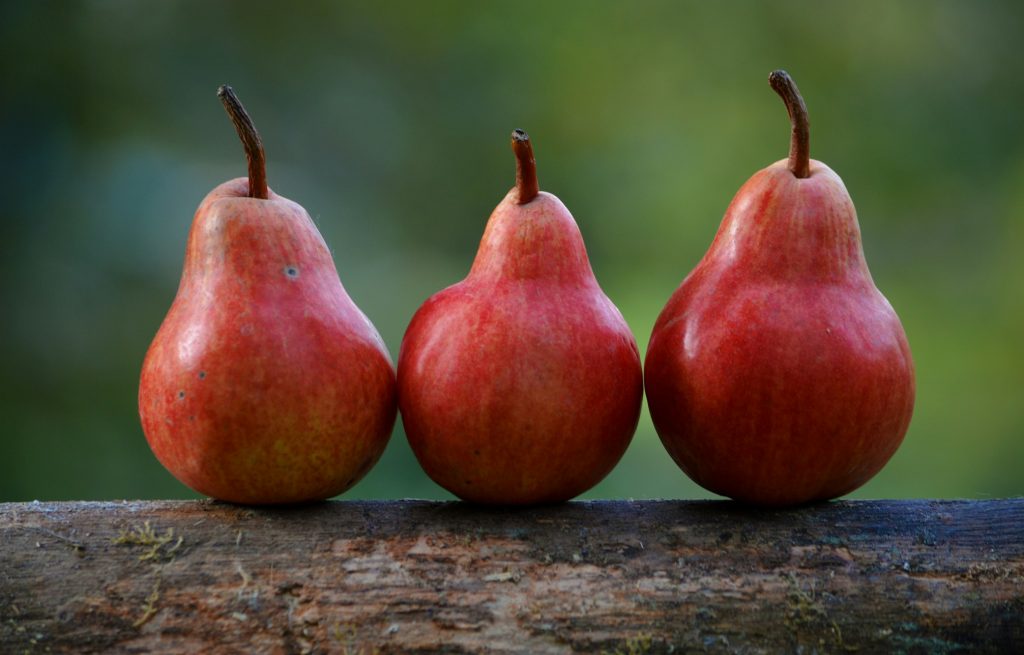 Three red pears on a branch