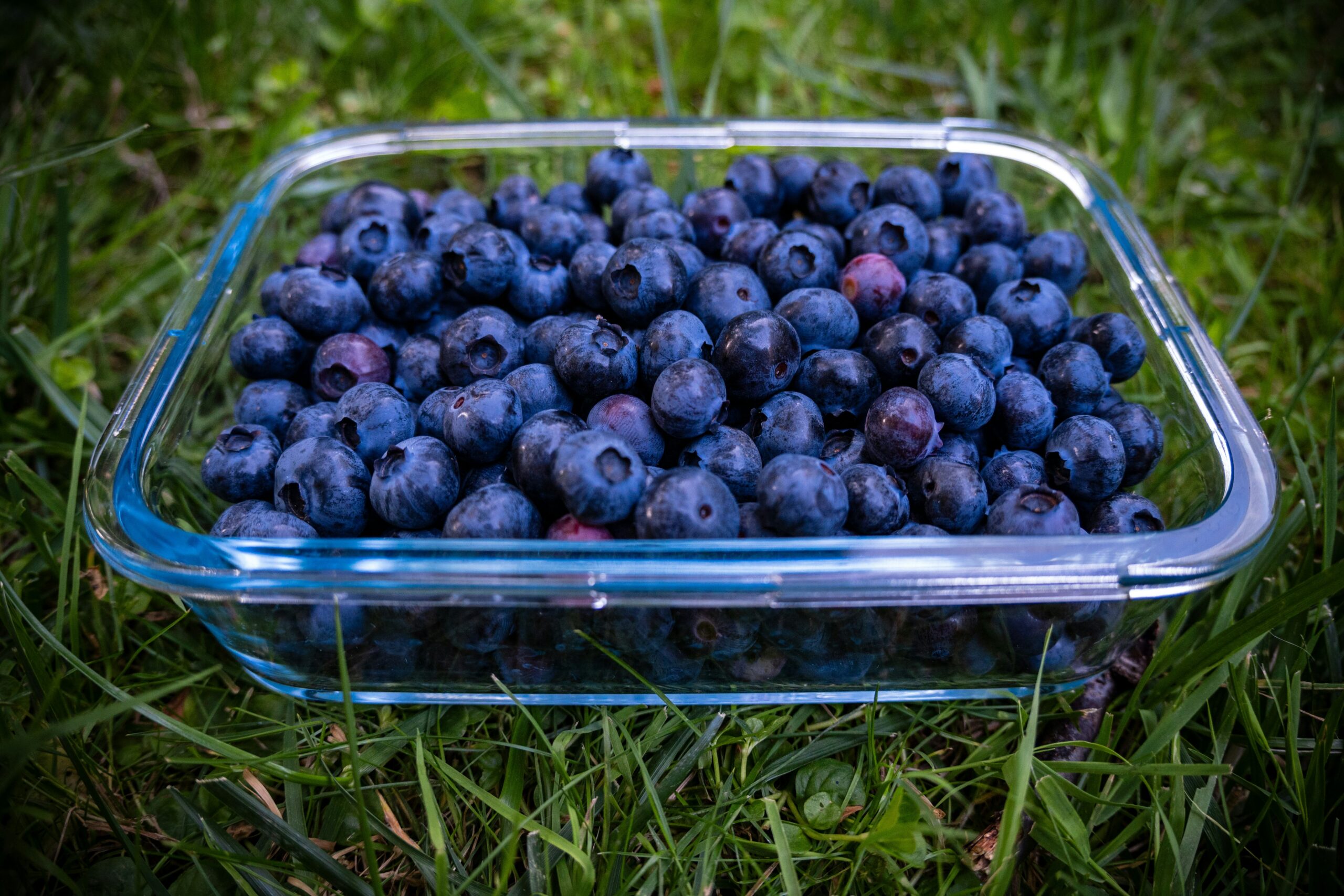 blueberries in a container